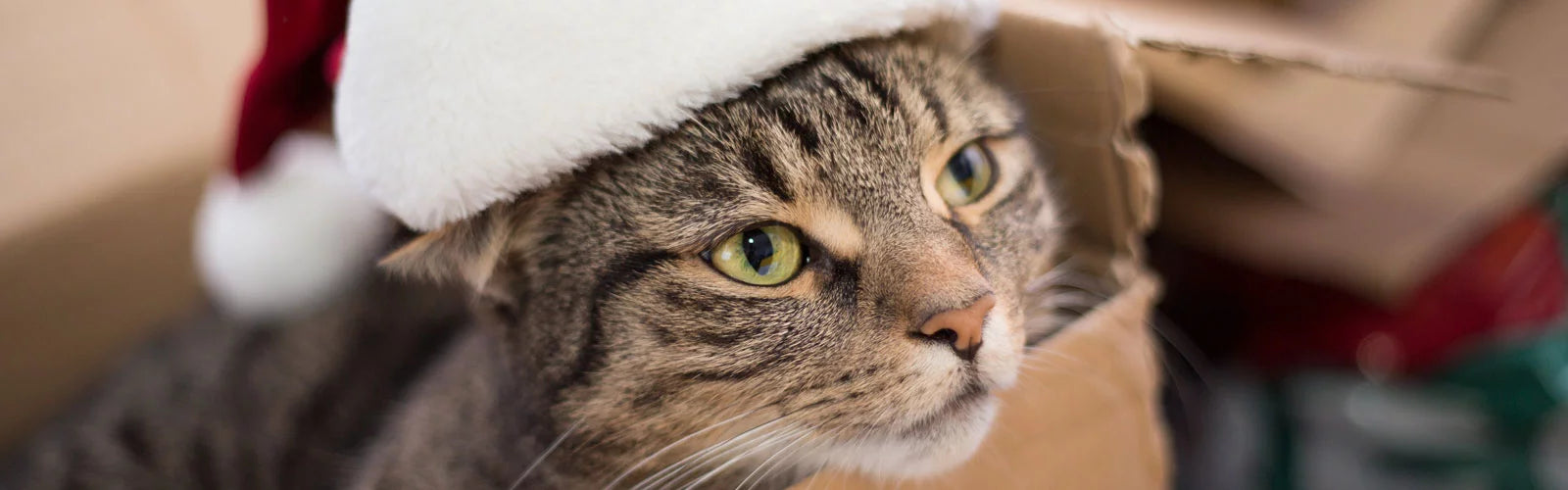 Cat wearing a Santa hat with a blurred background
